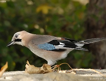 Animali 352